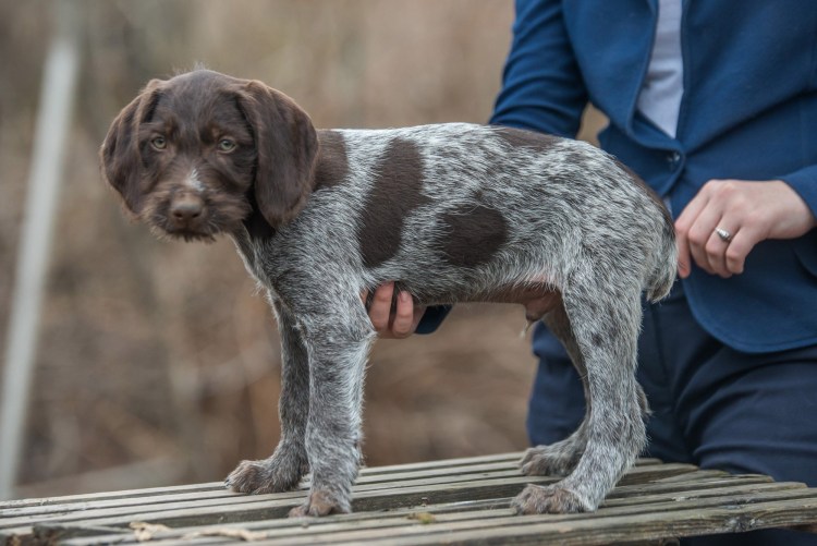 Немецкая легавая дратхаар