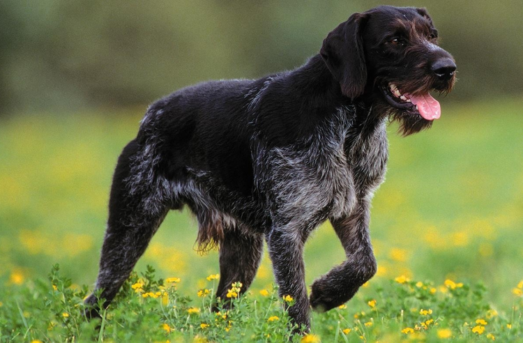 Дратхаар кучерявый