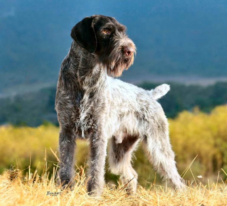 Немецкая легавая дратхаар