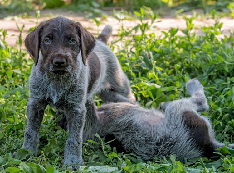 Дратхаар светлый