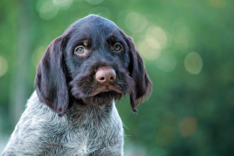 Дратхаар собака