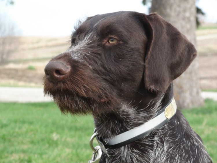 Порода дратхаар