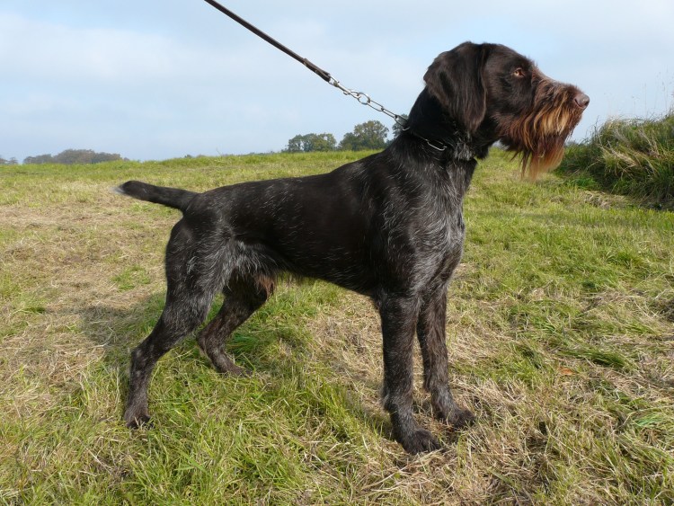 Курцхаар дратхаар Лангхаар