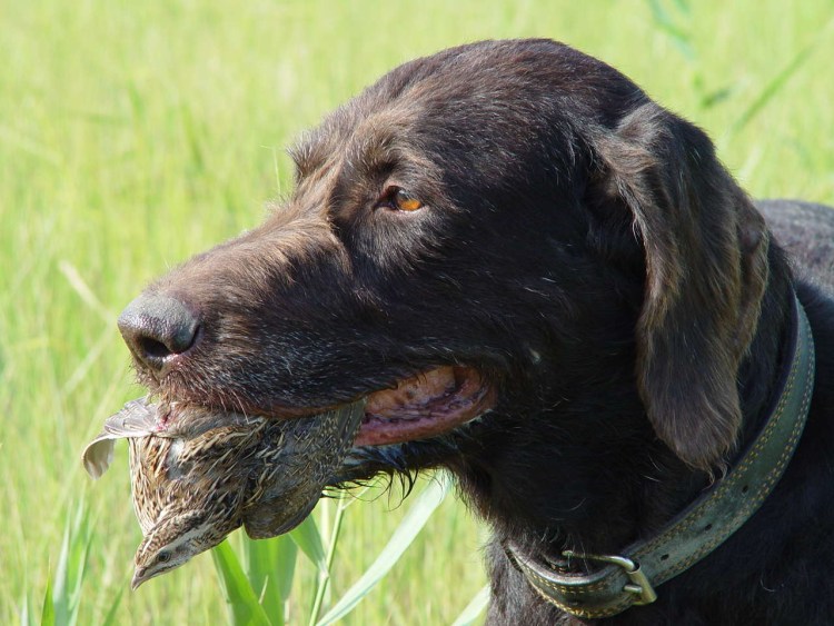 Немецкая легавая дратхаар