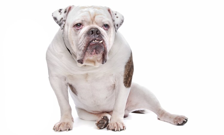 Франчезе бульдог Блу