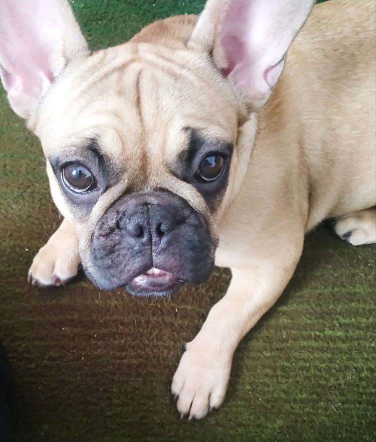 Французский бульдог пепельный