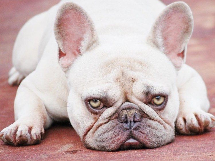 Французский бульдог