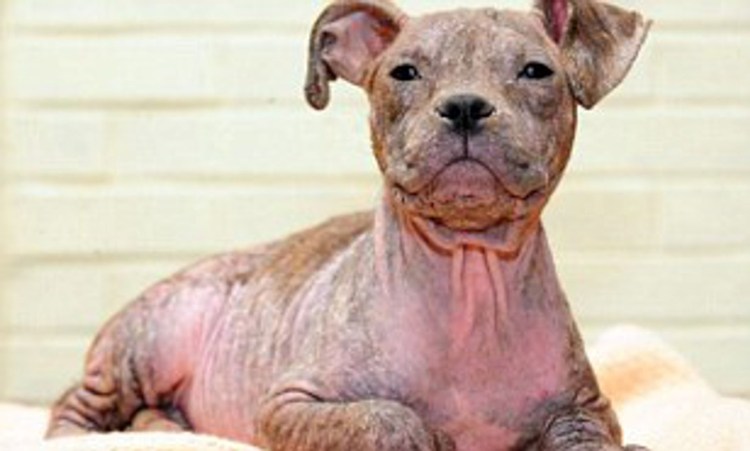 Французский бульдог серый с голубыми глазами