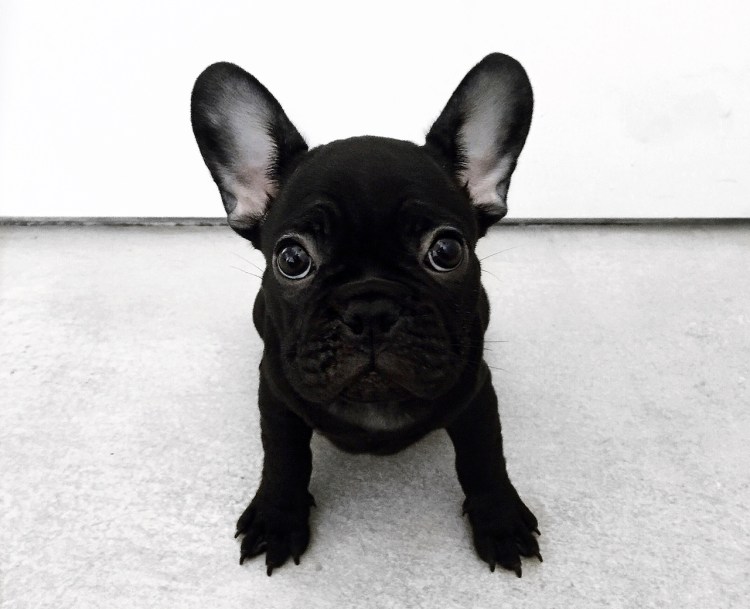 Бульдог собака лысый