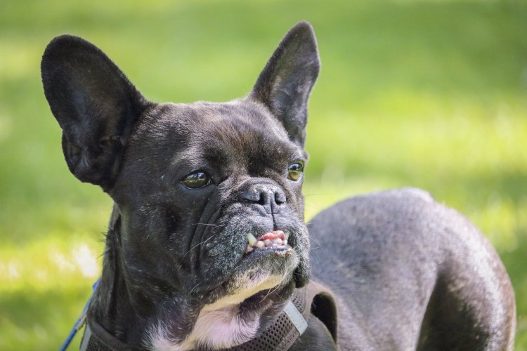 Французский бульдог некупированный