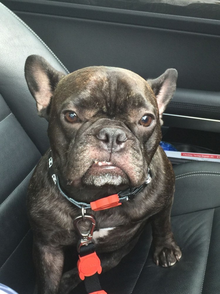 Картинки для зоомагазина фото животных