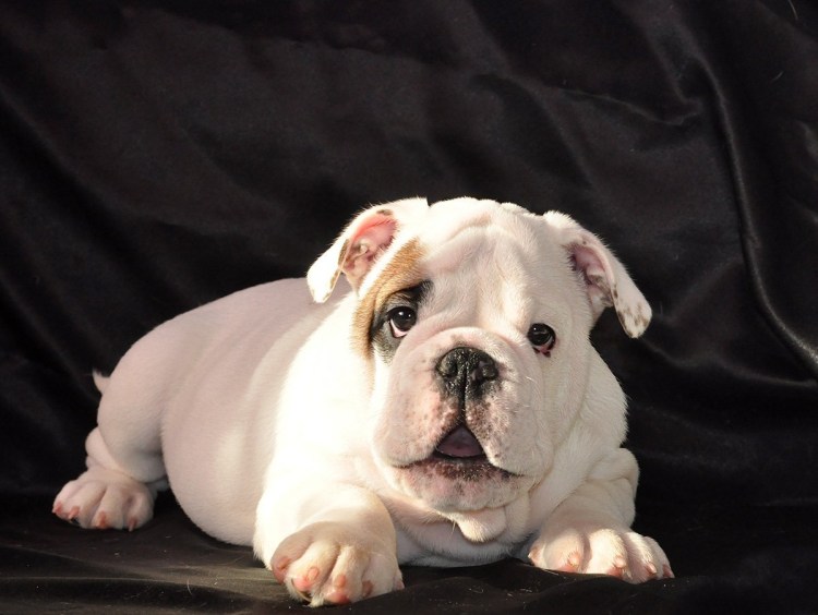 Изабелловый французский бульдог