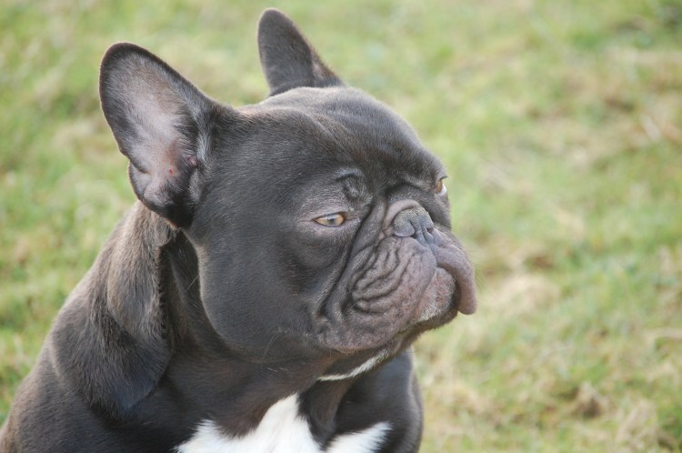 Французский бульдог