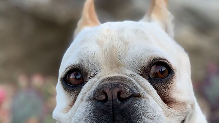 Порода собак коренастый бульдог