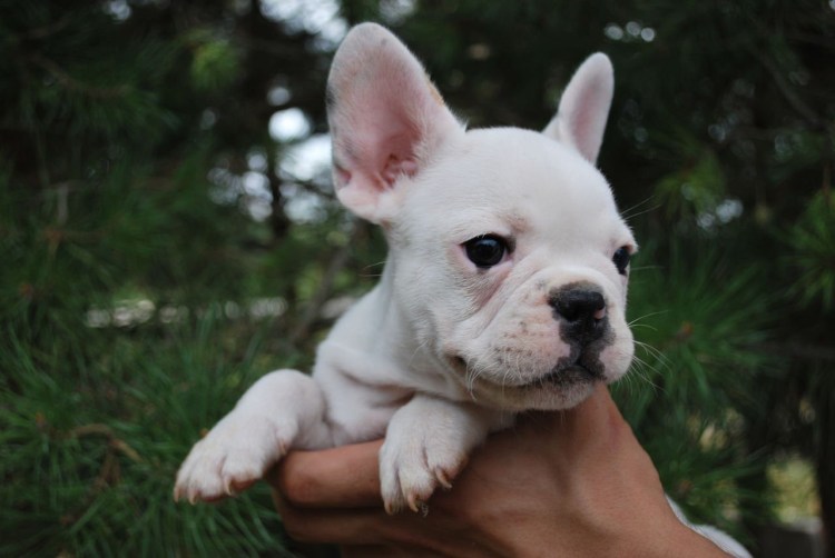 Французский бульдог Блю Тан Мерле