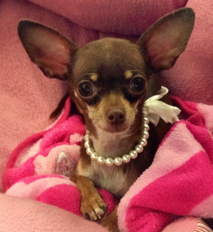 Собаки чихуахуа Боня