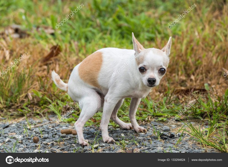 Детёныш чихуахуа