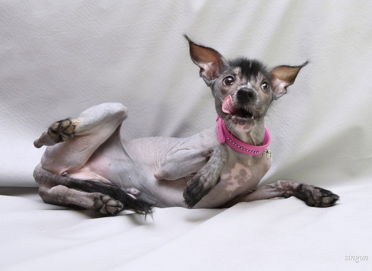 Чихуахуа хохлатая Элвуд