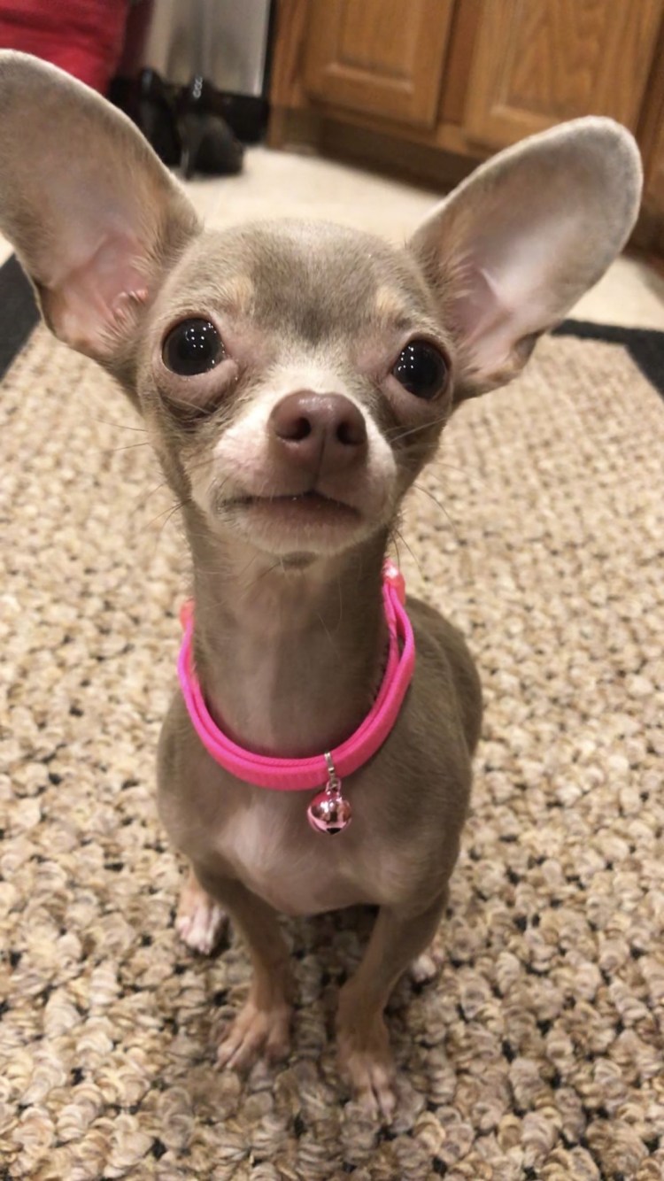 Чихуахуа бесшерстная