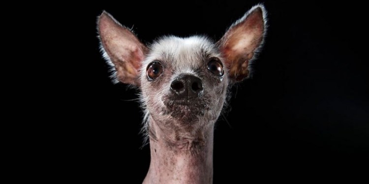 Чихуахуа бесшерстная