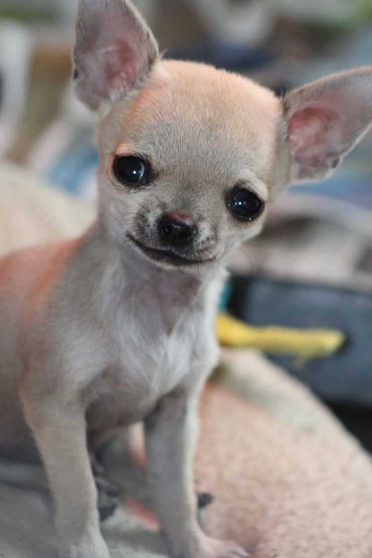 Чихуахуа китайская хохлатая