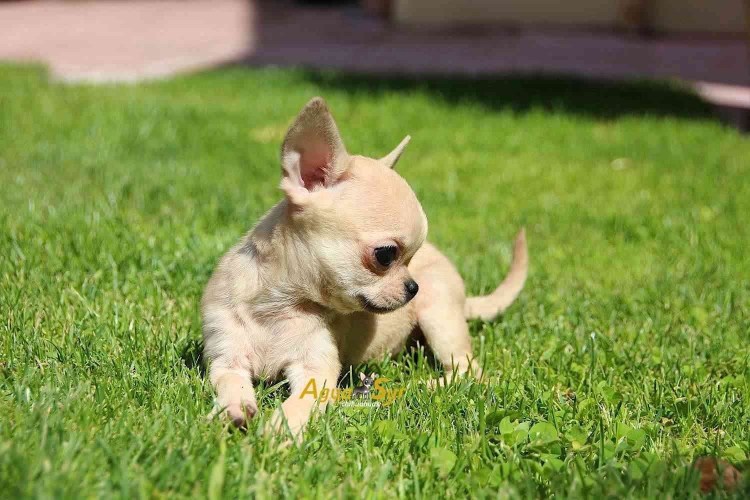 Мини чихуахуа лысый