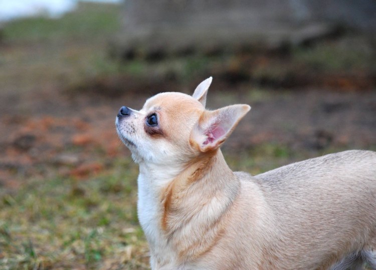 Китайская чихуахуа маленькая