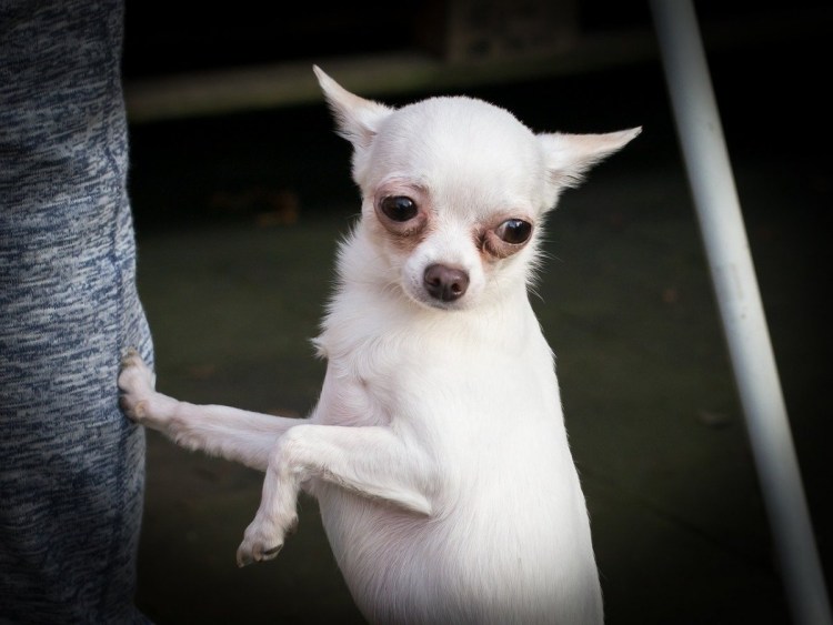 Собак маленькая лысая карманная