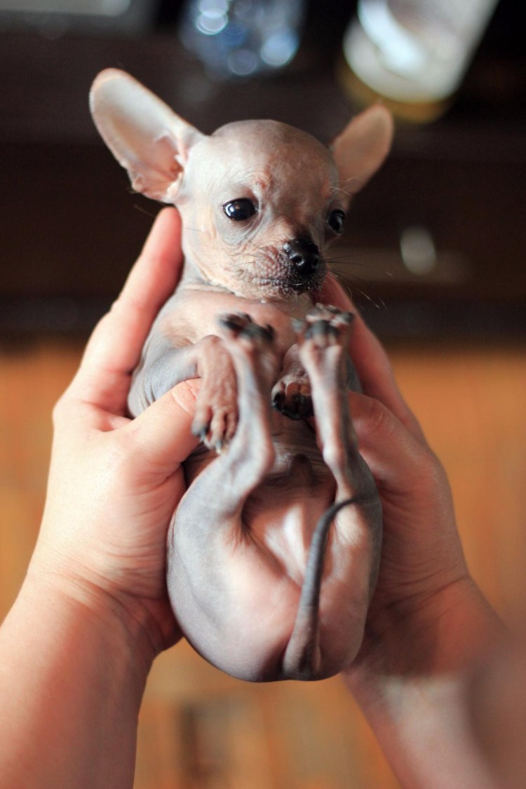 Чихуахуа карманная бесшерстная