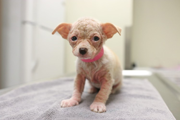 Мексиканская хохлатая собака