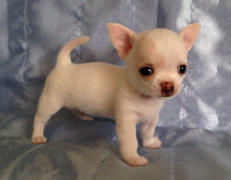 Собачки чихуахуа лысенькие
