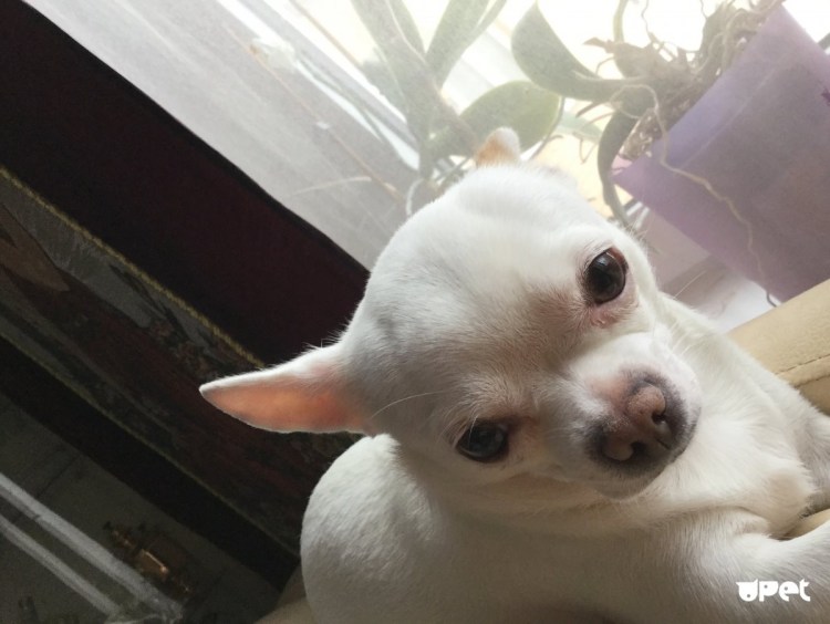 Чихуахуа хохлатая Элвуд