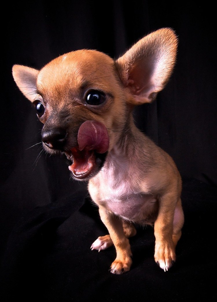 Чихуахуа Пучеглазик