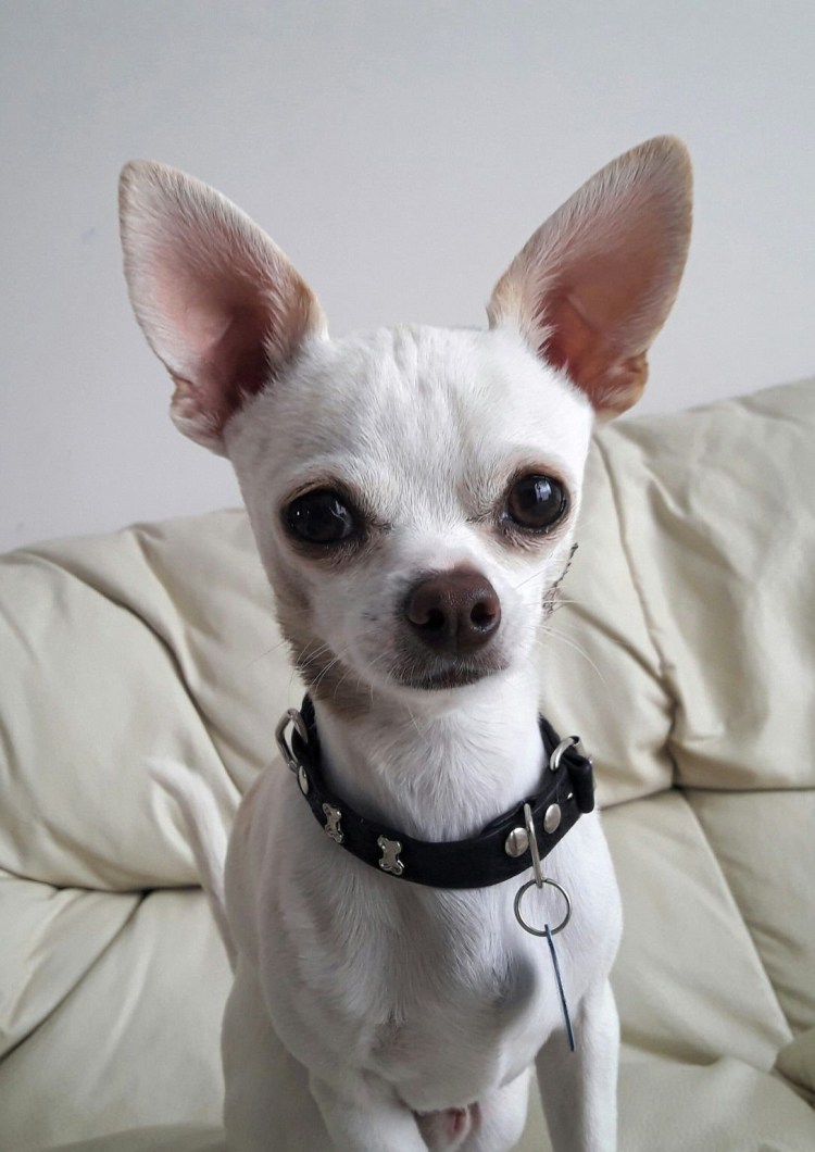 Лысый чихуахуа