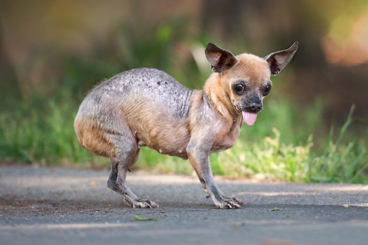 Собачки мелких пород