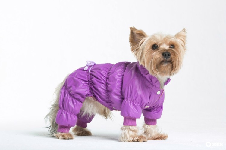 Ерик собака