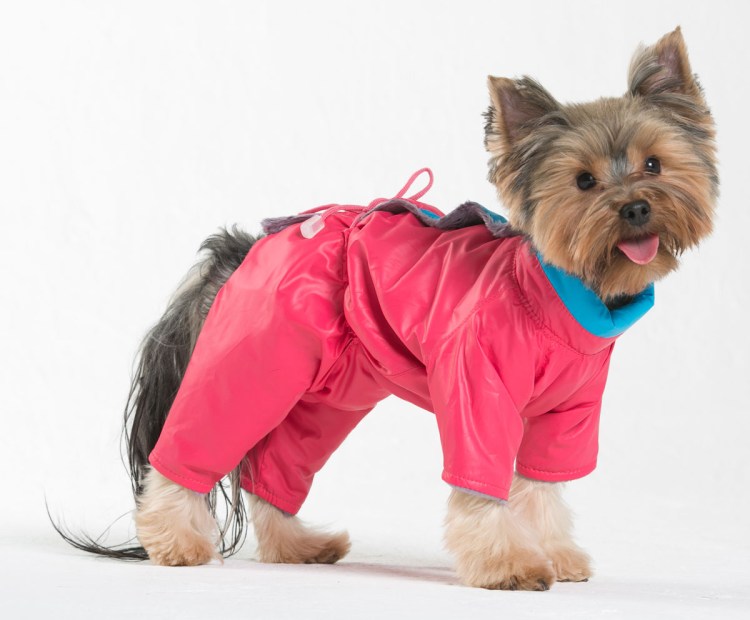 Одежда для маленьких собак