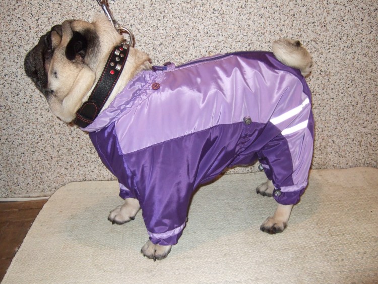 Зимний комбинезон для Йорка