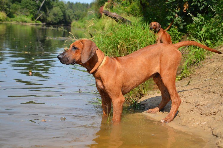 Rhodesian Ridgeback