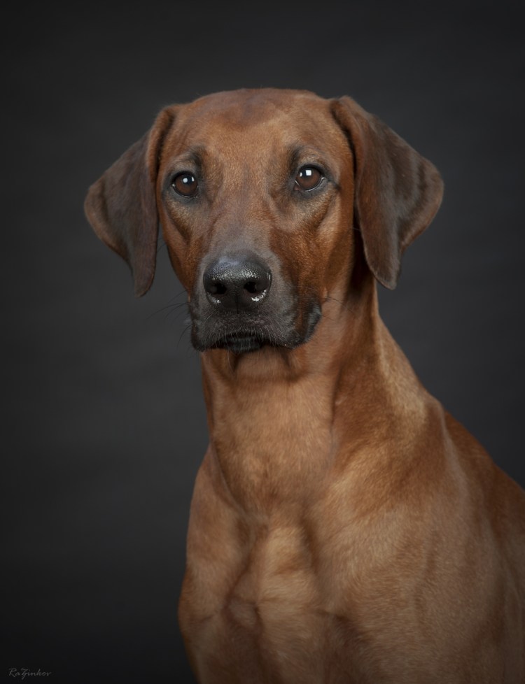 Порода собак Родезийский риджбек