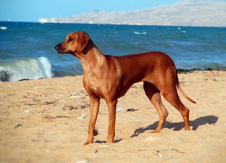 Родезийский риджбек