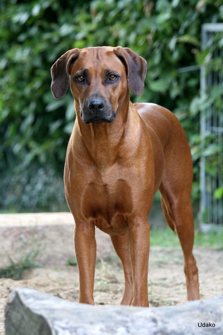 Проденезийсеиц риджбек