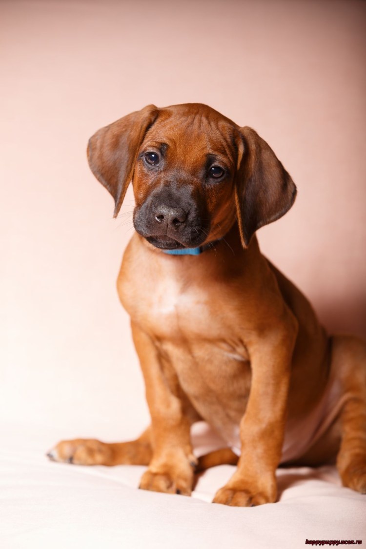 Родезийский риджбек