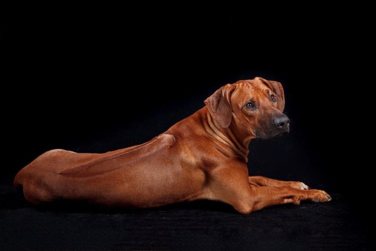 Родэнезиртский риджбек