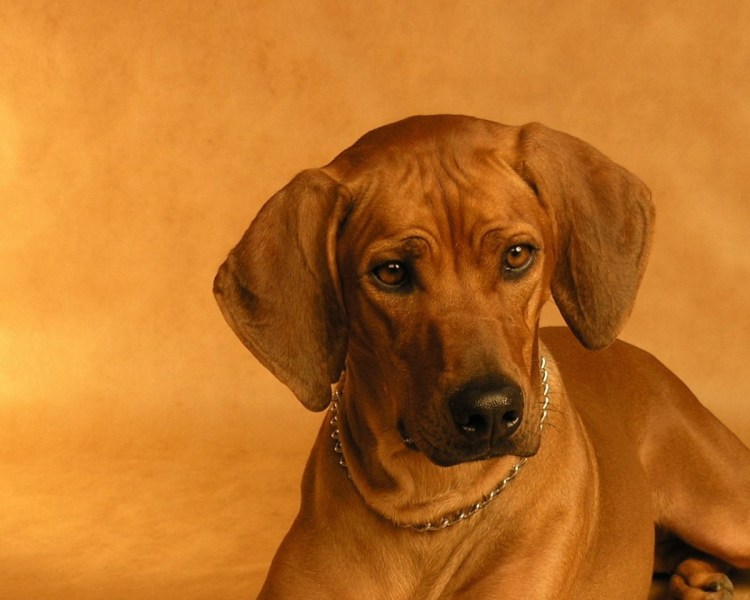 Риджбек собака Родезийский