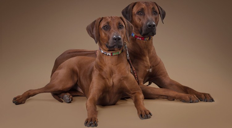 Родезийский риджбек Лев