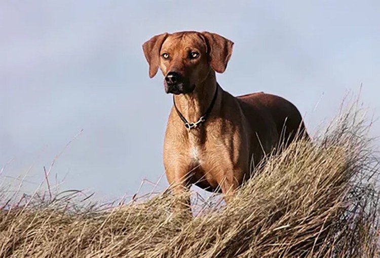 Родезийский риджбек пепельный
