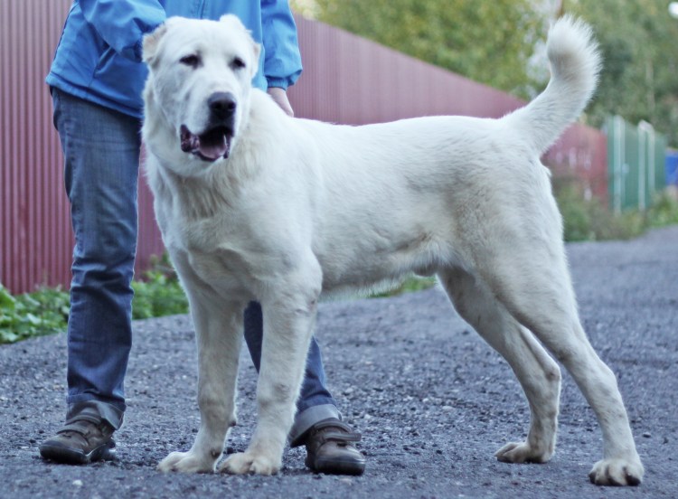 Порода собак кавказец + алабай