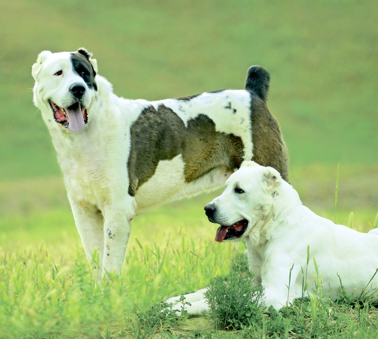 Алабай туркменский волкодав