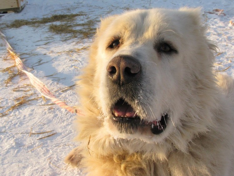 Тибетский алабай фото